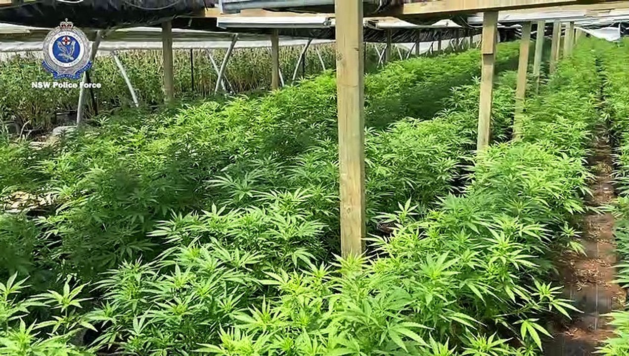 Hume Police seize cannabis worth $55 million