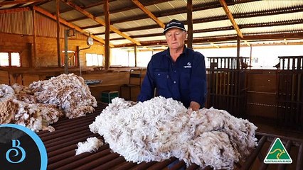 Get Better Sheep Data with BreedELITE | February 9, 2022 | Stock Journal