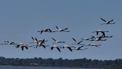 A drop in bird migration: Is climate change to blame?