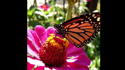 We've Got Love Dr. Robert Ownby