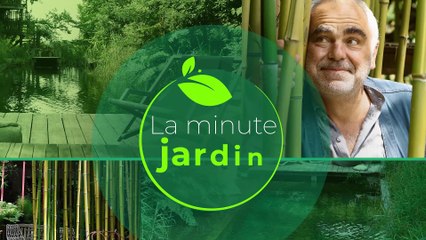 La minute jardin  - Zoom sur les fleurs d'automne et d'hiver : 3 variétés pour embellir le jardin