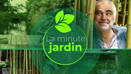 La minute jardin  - Zoom sur comment planter des bulbes à fleurs en pot ?