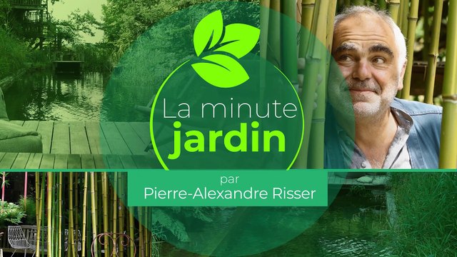 La minute jardin - Zoom sur le bouturage de trois fleurs