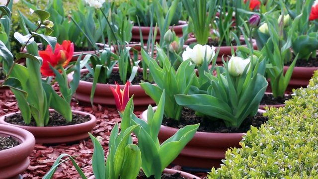 Mon jardin et ma maison - Visite du potager de Versailles