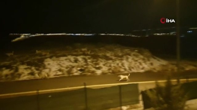 Başıboş köpek sürüsü, evine giden adama saldırdı!