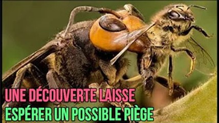 Frelon asiatique: une découverte laisse espérer un possible piège