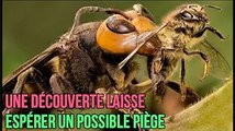 Frelon asiatique: une découverte laisse espérer un possible piège