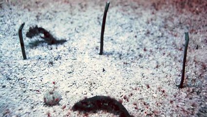 Dutch Uncles - 'Bellio'