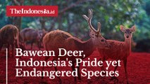 Bawean Deer, Indonesia's Pride yet Endangered Species