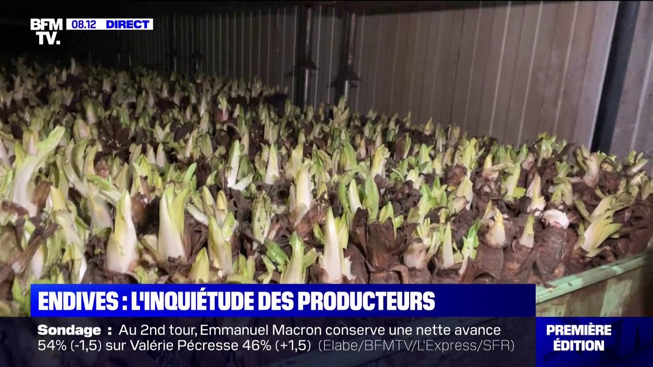L'inquiétude des producteurs d'endives face à la flambée des prix