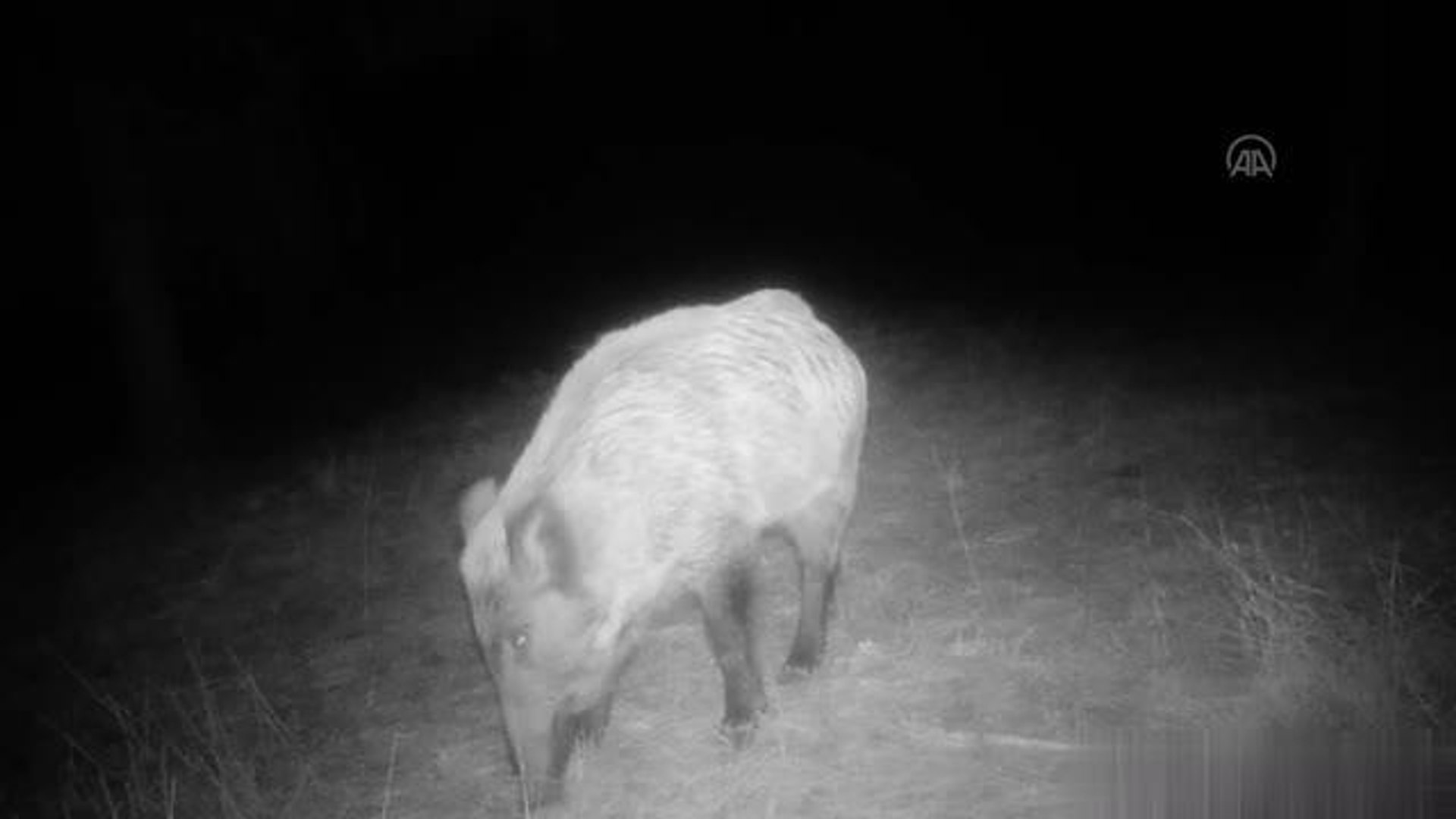 Yaban hayvanları fotokapanla görüntülendi