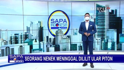 Terkulai Lemas dan Tak Sadarkan Diri, Seorang Nenek di Jambi Meninggal Dililit Ular Piton 6 Meter