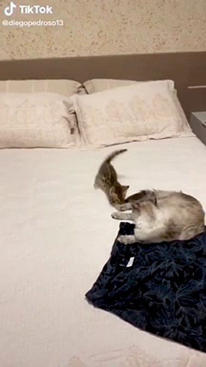 Angry Cat Attacking - Cat Fight Compilation