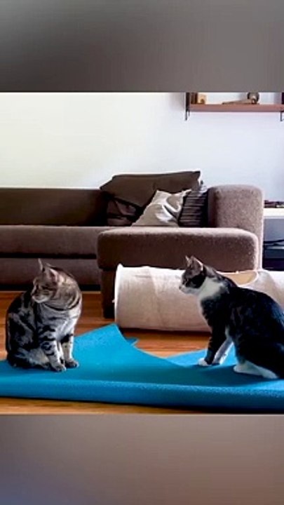 Angry Cat Attacking - Cat Fight Compilation