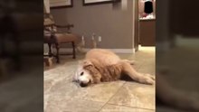Video of 10 minutes of healing by a dog　#funny #cute #dog