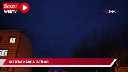 Oltu’da karga istilası