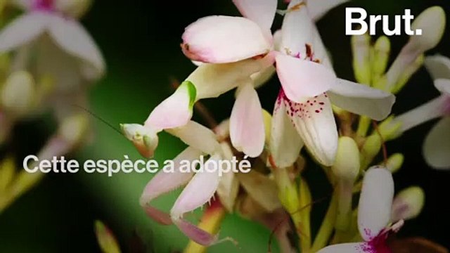 3 redoutables prédateurs parmi les insectes