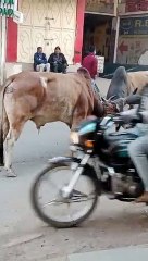 Gujarat Hindi News : Video : ऐसी बुल फाइट नहीं देखी होगी आपने कभी