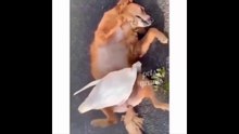 Funny Animal Videos That Will Make You Laugh