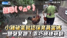小雞破蛋就認保育員當媽 一聽聲緊跟！乖巧樣萌翻