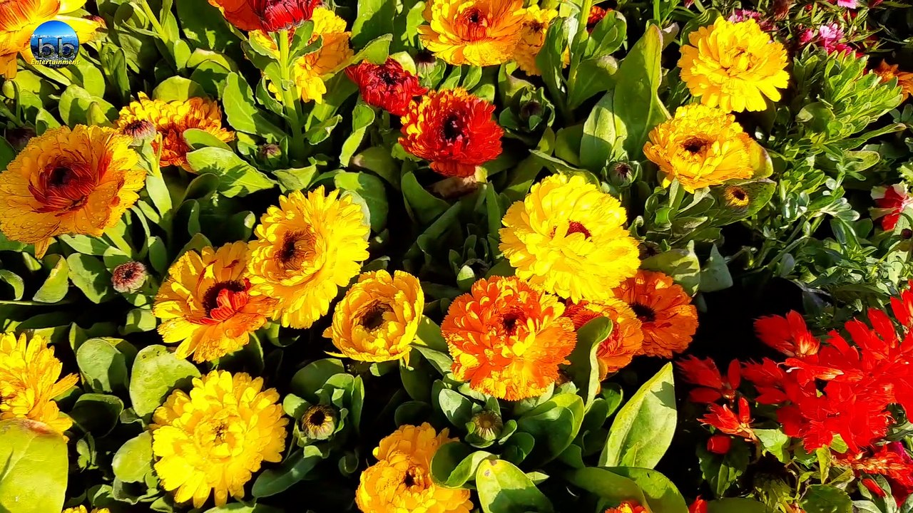 Vote Dene Jana| Election song| Matdata Jagrukta geet| Matdan jaroori hai| Vidhan Sabha Chunav geet| Lok sabha Chunav| Bhupendra Basera|Bhupendra Basera| Voter awareness song| chunav ki prakriya| Nirvachan ki baaten| Bharat mei chunav| Latest video song