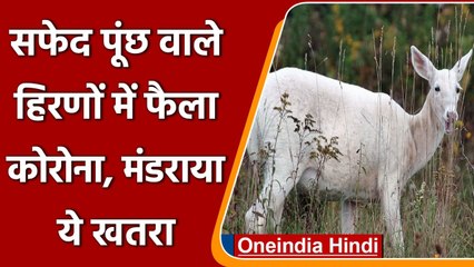 America: अमेरिका में सफेद पूंछ वाले हिरणों में Corona virus फैला | वनइंडिया हिंदी