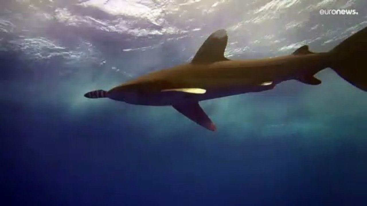 "One Ocean Summit" : sommet international sur la protection des océans à Brest