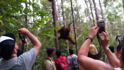 Orangutanların Kavgasını Ayırmaya Çalışan İnsanlar
