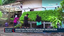 Mantan Pekerja Migran Indonesia Sukses Usaha Selada Hidroponik