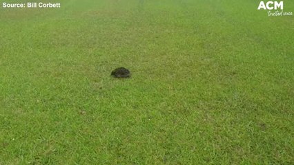 Echidna on nature strip at Woonona Beach | November 24, 2021 | Illawarra Mercury