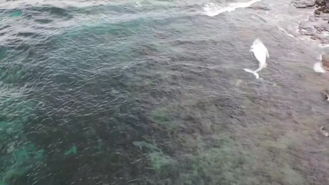 Four metre tiger shark feeds on a whale carcass | October 2021 | Illawara Mercury