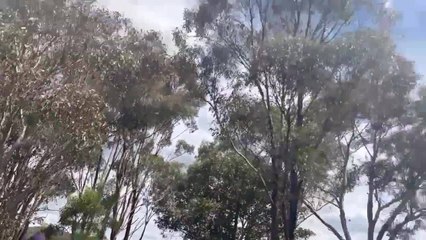 Police search for missing 47-year-old woman in Mandurang South