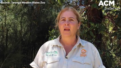 Download Video: New rhino calf born at Taronga Western Plains Zoo | November 16, 2021 | Daily Liberal