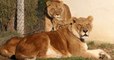 Quatre lions détenus dans un cirque ont été transportés en Afrique du Sud pour une retraite bien méritée