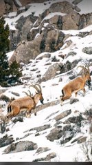 Aladağlar'daki yaban keçisi sayısı 2 bin 362'ye ulaştı