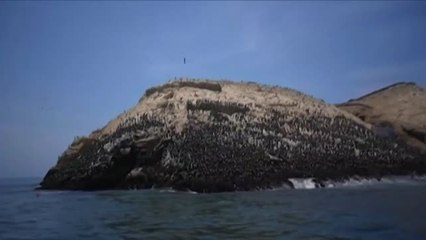 Repsol limpia el 43% de la zona afectada por el vertido tras la erupción del volcán de Tonga