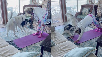 ''Is it yoga or doga?' Naughty Huskies 'help out' owner with yoga '