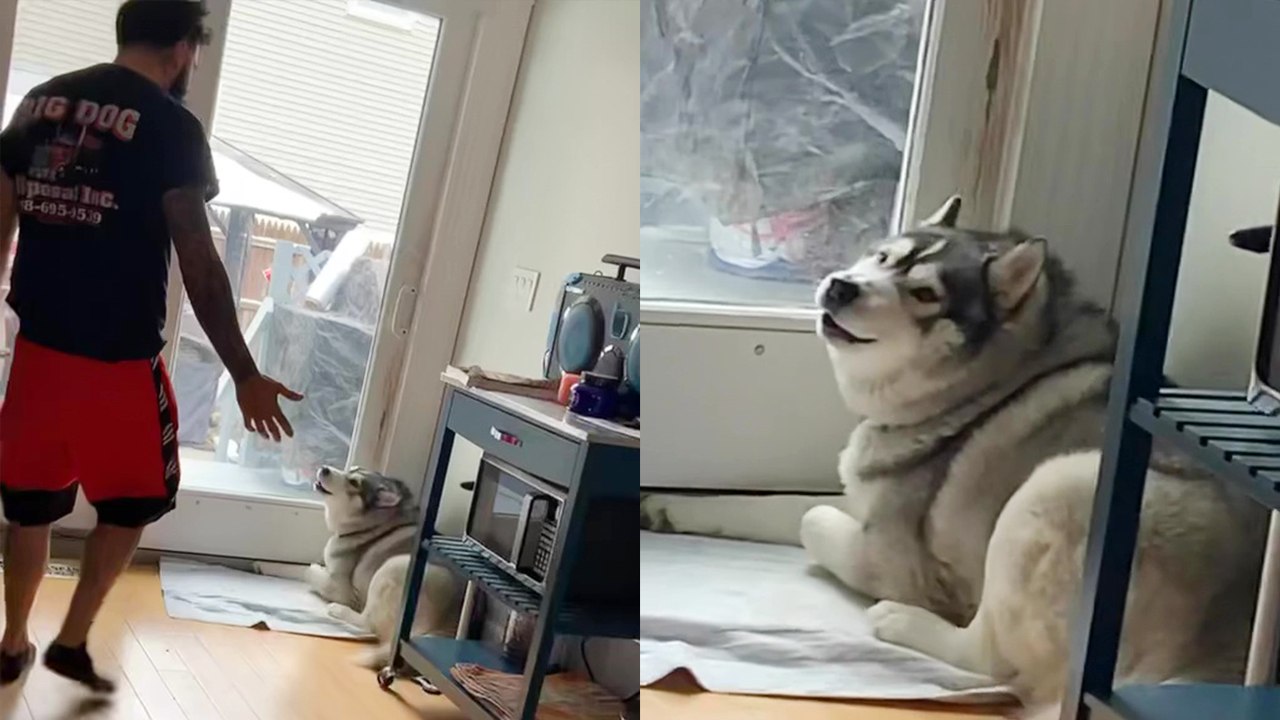 'Tenacious Husky won't stop howling until his owner lets him go outside '