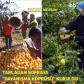 İBB: Adana ve Mersin'den gelen 75 ton limonu, 35 bin ihtiyaç sahibi aileye dağıtacağız