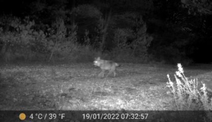 A Marseille, sur les traces des loup des calanques
