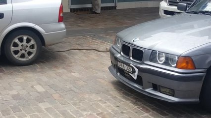 MAITLAND MERCURY: Snake in the Levee