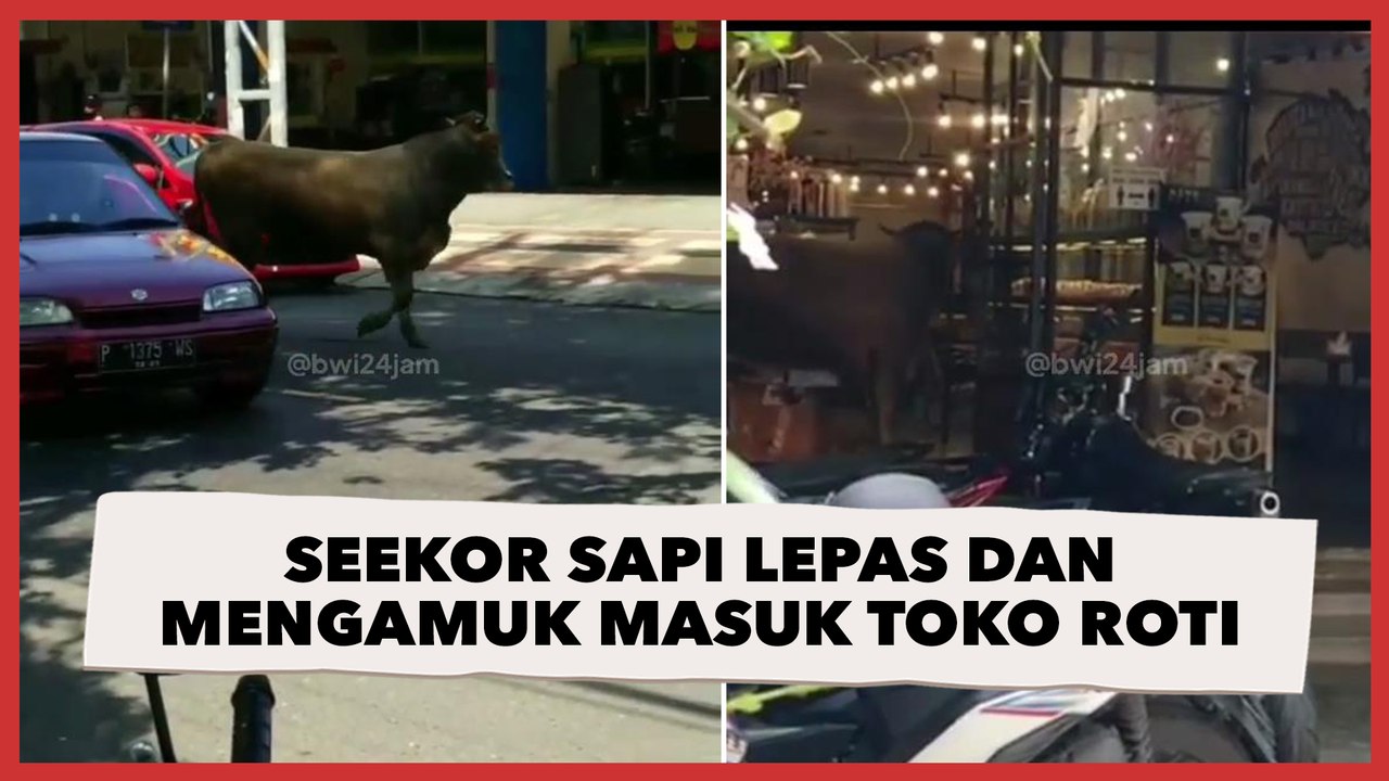 Viral Seekor Sapi Lepas dan Mengamuk hingga Masuk Toko Roti, Warganet: Mau Beli Oleh-oleh Buat Emak