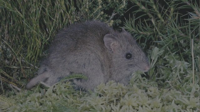 Aussie Ark broad-toothed rat