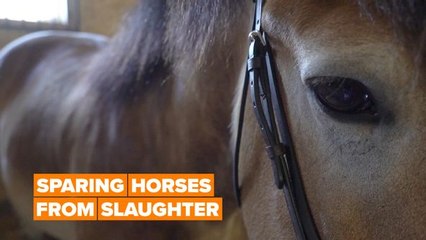 The mission of protecting horses from slaughter