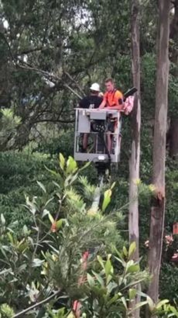 ⁣Koalas in Care rescuing koala attacked by a dog