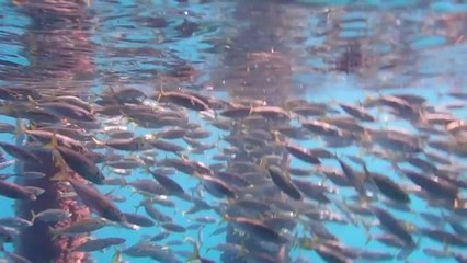 Minka's Award-Winning Video 🏆