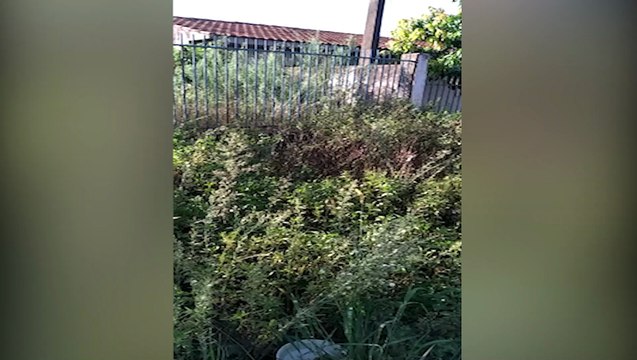 Mesmo multado, imóvel segue com matagal e diante de vários problemas, vizinhos pedem providência mais efetiva