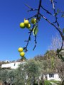 Toscana, nei campi è già primavera. Allarme Coldiretti: 