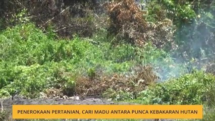 Penerokaan pertanian, cari madu antara punca kebakaran hutan