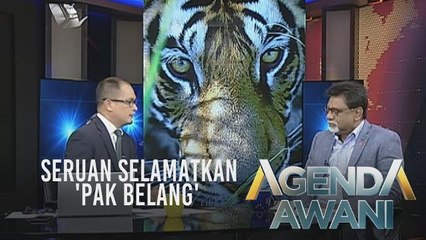 Agenda AWANI: Seruan selamatkan 'Pak Belang'
